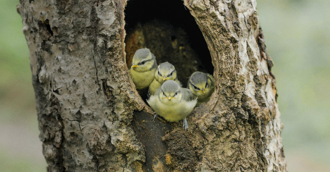 file_20201116-photogramme-oiseaux-divers004-ret.jpg